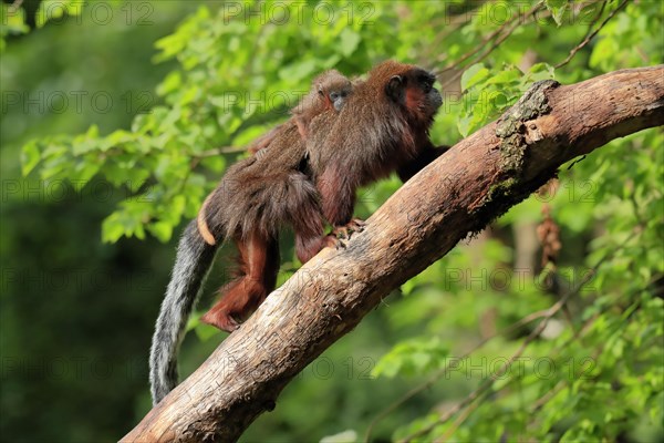 Coppery titi (Plecturocebus cupreus), adult, female, young animal, on mother's back, on tree,