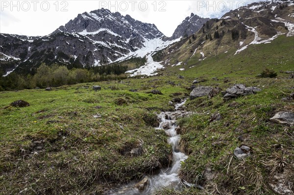Shank through meadow, behind Widderstein and Kleiner Widderstein, Gemsteltal, Mittelberg,