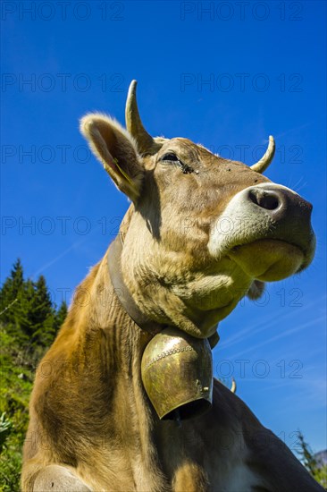 Single dairy cow, Allgaeu Brown cattle, alpine meadow, near Oberstdorf, Allgaeu, Bavaria, Germany,