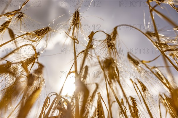 Golden, light-flooded barley field with breaking sunbeams and dramatic clouds in the sky from a