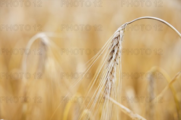 Macro shot of a single ear of barley in a cornfield against a golden background, Cologne, North