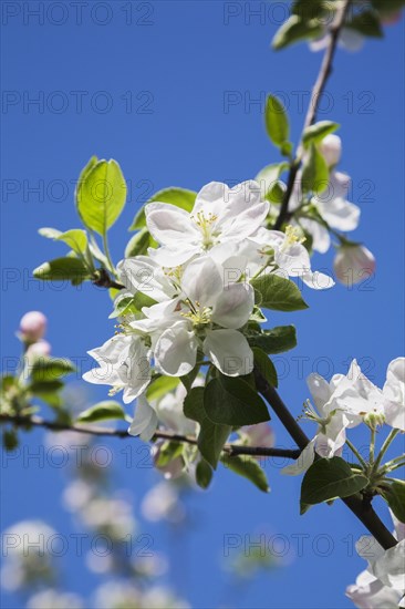 Close-up of white and pink Malus, 'Richelieu', Apple tree blossoms against a blue sky background in