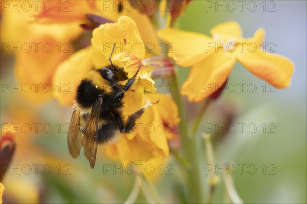 Buff tailed bumble bee (Bombus terrestris) adult feeding on a Wallflower flower, England, United