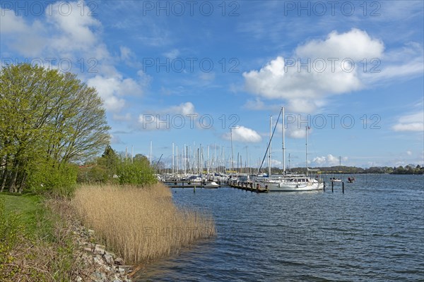 Marina, Oat, herring fishing, Kappeln, Schlei, Schleswig-Holstein, Germany, Europe