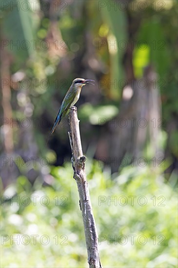Blue-tailed bee-eater (Merops philippinus) sitting on a pole, Backwaters, Kumarakom, Kerala, India,