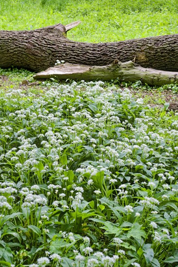 Wild garlic blossom (Allium ursinum) in the Leipzig riparian forest in spring, Leipzig, Saxony,