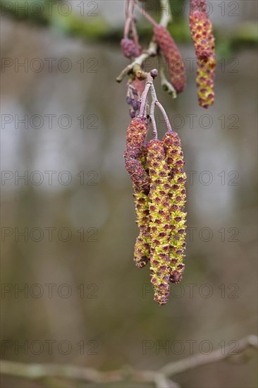 Black Alder (Alnus glutinosa), Black Alder, male flowers and female flowers on a twig, Wilnsdorf,