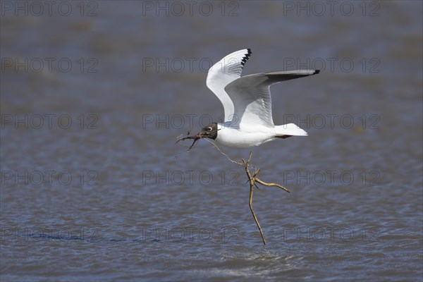 Black headed gull (Chroicocephalus ridibundus) adult bird in flight carrying nesting material in