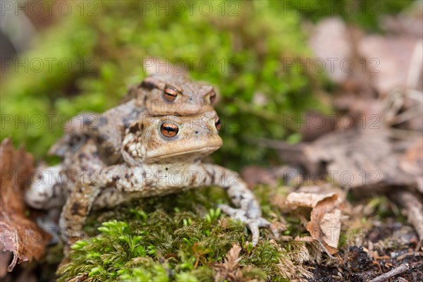 Two mating Common toads (Bufo Bufo), male, female animal, pair on moss on migration to spawning