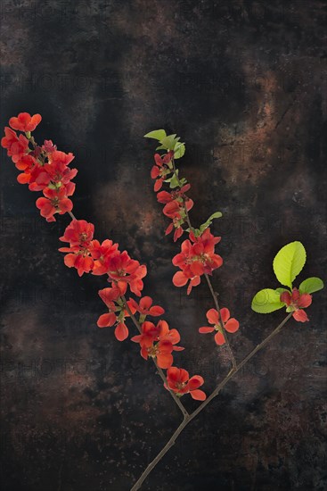 Flowering Japanese quince branch (Chaenomeles japonica) on a dark background, Bavaria, Germany,