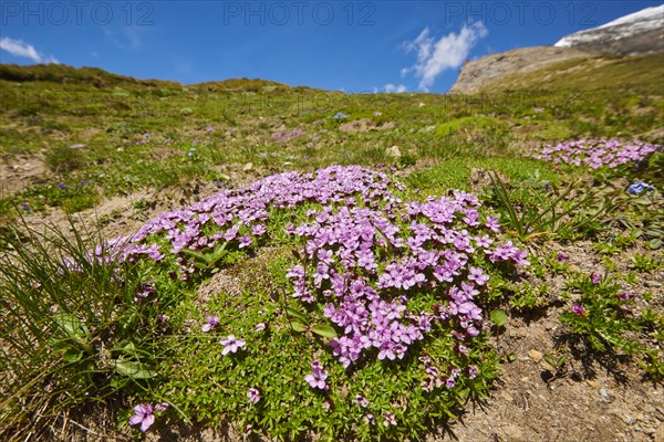 Moss campion (Silene acaulis) blooming in the mountains at Hochalpenstrasse, Pinzgau, Salzburg,