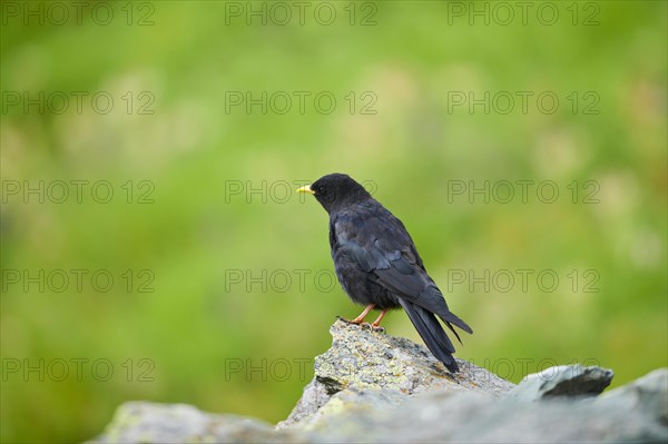 Yellow-billed chough (Pyrrhocorax graculus) sitting on a rock in the mountains at Hochalpenstrasse,