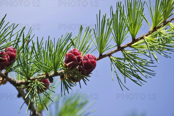 American Larch, spring, Germany, Europe