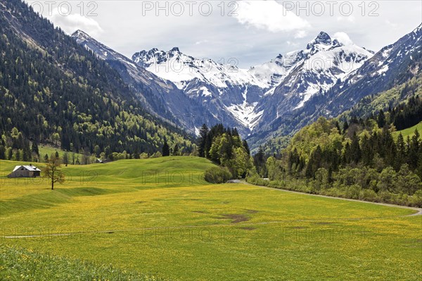 Landscape with yellow flowering meadow and tree, Kratzer and Trettachspitze in the background,