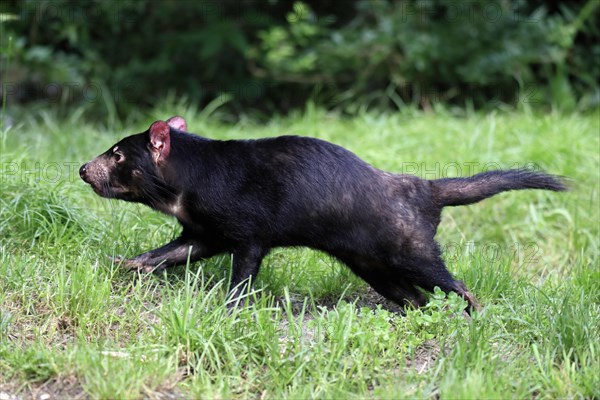 Tasmanian devil (Sarcophilus harrisii), adult, vigilant, running, captive, Tasmania, Australia,