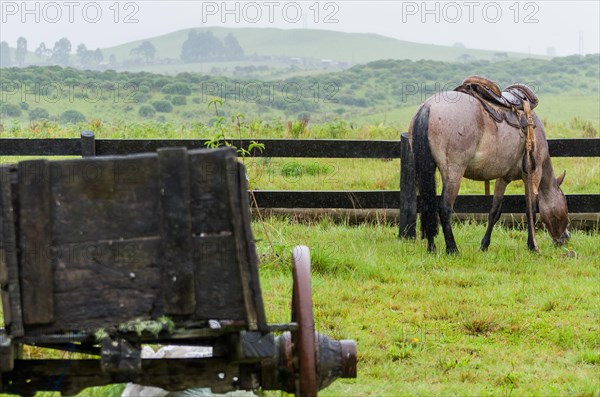 Beautiful horse in native field on rainy day, Cambara do sul, Rio Grande do sul, Brazil, South