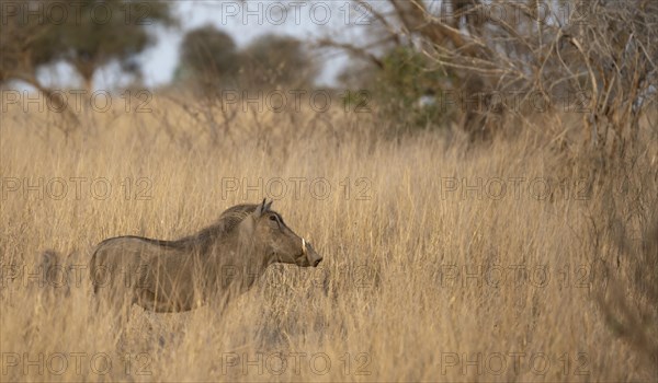 Common warthog (Phacochoerus africanus) in high dry grass, Kruger National Park, South Africa,