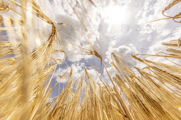Frog's-eye view of a golden cornfield with Barley and sun and blue sky, Cologne, North