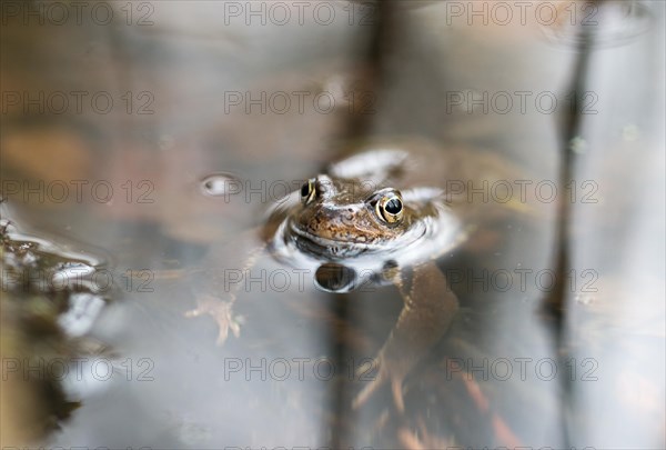 Common frog (Rana temporaria) swimming in a shallow bank area of a pond, amphibian of the year