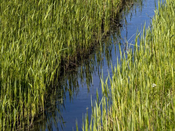 Grasses at a ditch at the natural beach Hilgenriedersiel at the North Sea coast in East Frisia,