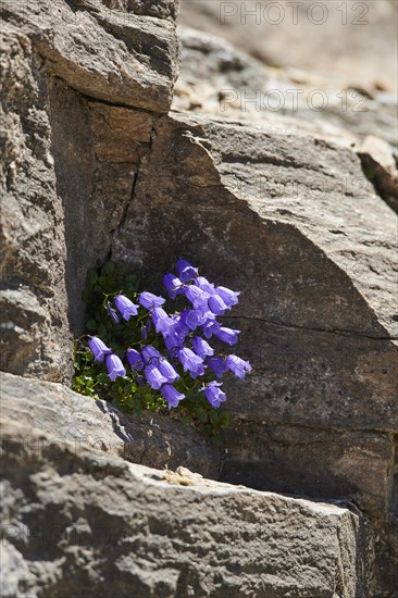 Earleaf bellflower (Campanula cochleariifolia) blooming in the mountains at Hochalpenstrasse,