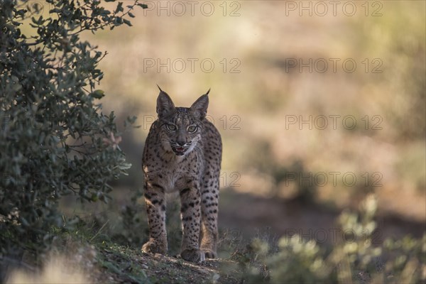 Iberian lynx young animal, Iberian lynx (Lynx pardinus), Extremadura, Castilla La Mancha, Spain,