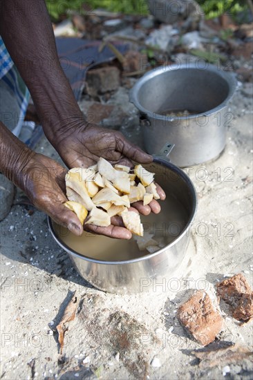 Women's hands showing pieces of manioc root, Kerala, India, Asia