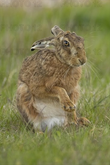European brown hare (Lepus europaeus) adult animal stretching its front legs in a grass field,