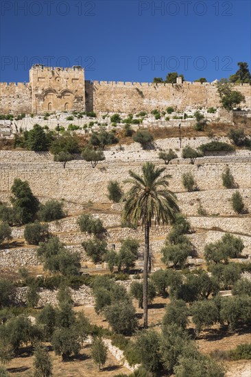Cemetery with olive trees and fortified stone wall with Golden Gate, Old City of Jerusalem, Israel,