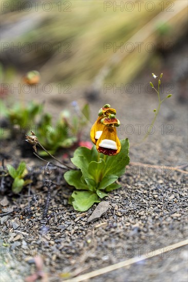 Sand Ladys Slipper (Calceolaria uniflora), Torres de Paine, Magallanes and Chilean Antarctica,