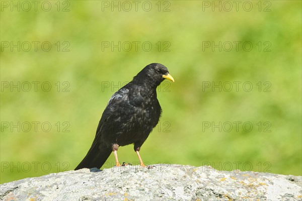 Yellow-billed chough (Pyrrhocorax graculus) sitting on a rock in the mountains at Hochalpenstrasse,