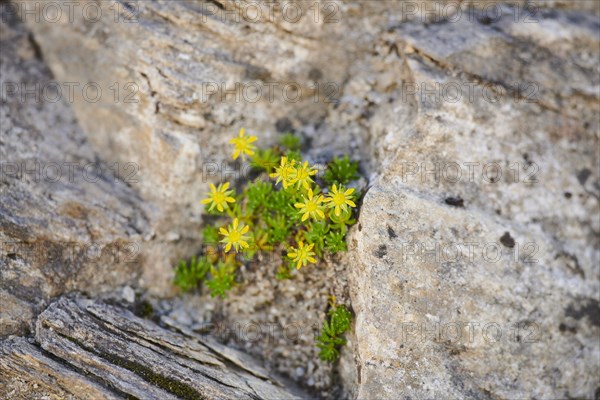 Yellow mountain saxifrage (Saxifraga aizoides) blooming in the mountains at Hochalpenstrasse,