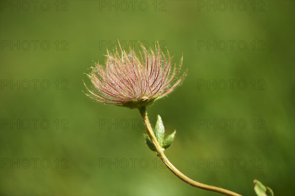 Alpine avens (Geum montanum) seeds in the mountains at Hochalpenstrasse, Pinzgau, Salzburg,
