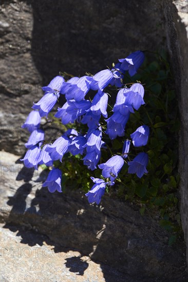 Earleaf bellflower (Campanula cochleariifolia) blooming in the mountains at Hochalpenstrasse,