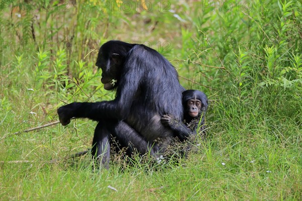 Bonobo, bonobo (Pan Paniscus), female, adult, young animal, feeding, Great ape, Primate,