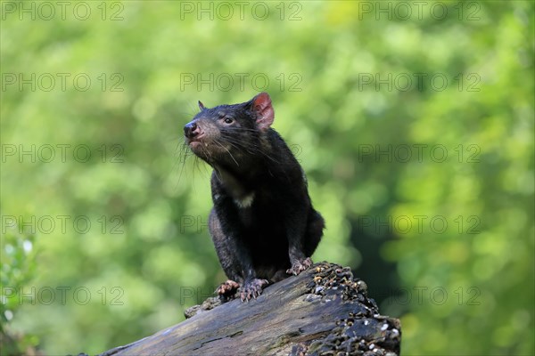 Tasmanian devil (Sarcophilus harrisii), adult, vigilant, on tree trunk, captive, Tasmania,