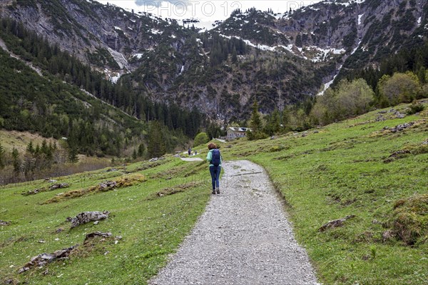 Hiking trail through green meadows, behind Hintere Gemstel-Huette, Gemsteltal, Mittelberg,