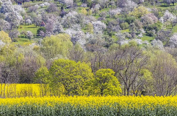 Flowering fruit trees in the orchards of the Swabian Alb, spring near Bissingen an der Teck,