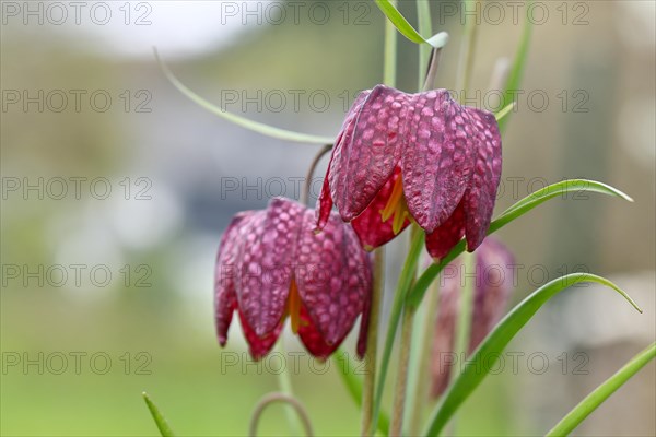 Snake's Head Fritillary (Fritillaria meleagris), flowers in a meadow, inflorescence, early bloomer,