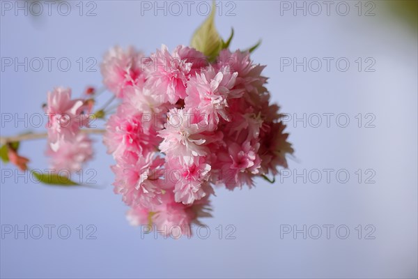 Japanese cherry (Prunus serrulata), twig with pink flowers against a blue sky, Wilnsdorf, North