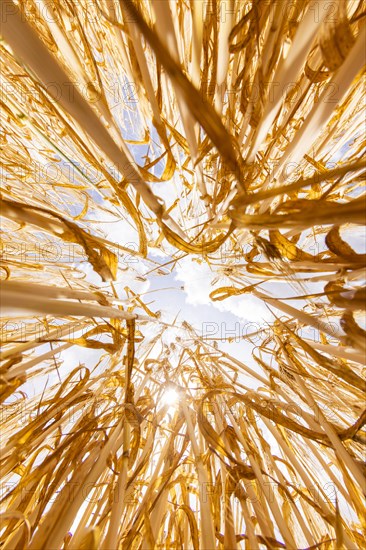 Sun breaking through the golden wheat field, photographed from below, Cologne, North