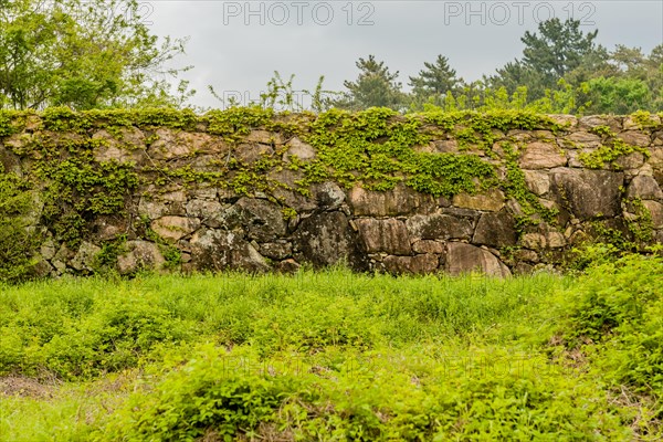 Ivy growing on remains of Japanese stone fortress in Suncheon, South Korea, Asia