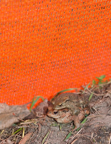 Two Common toads (Bufo Bufo) on the ground, male and female animal, pair in amplexus looking for