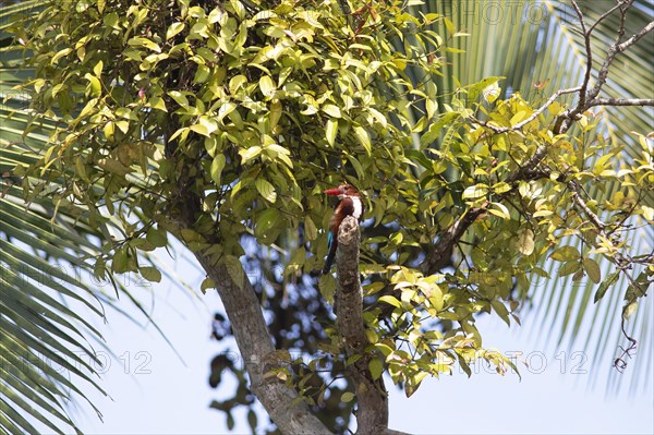 White-throated kingfisher (Halcyon smyrnensis) or Common kingfisher in Kerala's backwaters,
