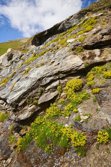 Yellow mountain saxifrage (Saxifraga aizoides) blooming in the mountains at Hochalpenstrasse,