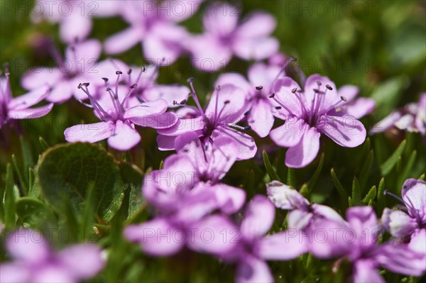 Moss campion (Silene acaulis) blooming in the mountains at Hochalpenstrasse, Pinzgau, Salzburg,