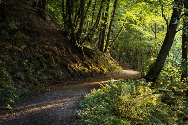 A forest path in a mixed forest with many Beech trees in summer. A chestnut tree on the right. The
