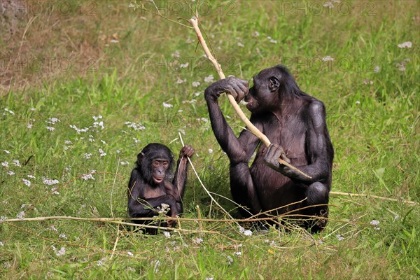 Bonobo, bonobo (Pan Paniscus), female, adult, young animal, feeding, Great ape, Primate,