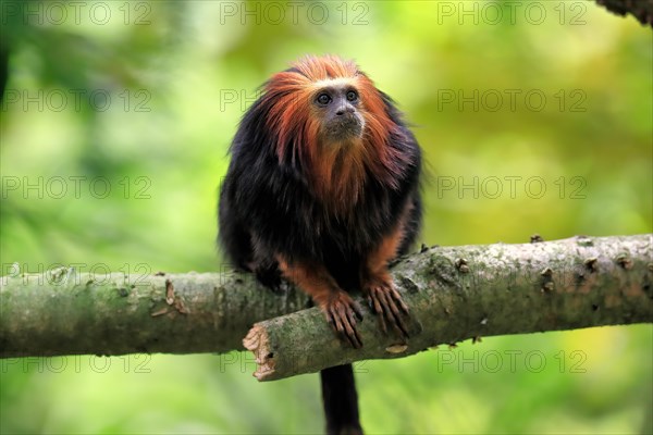 Golden-headed lion tamarin (Leontopithecus chrysomelas), adult, on tree, alert, captive, South