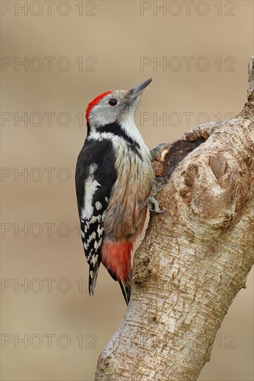 Middle spotted woodpecker (Dendrocopos medius) sitting at a water pot in a tree trunk, Animals,
